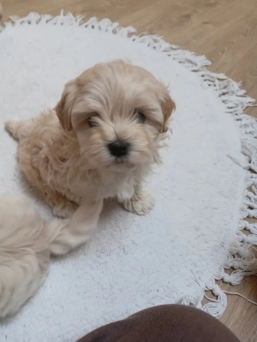 Мальтипу - ідеальна порода для дітей і алергіків Мальтипу ф1 і ф2