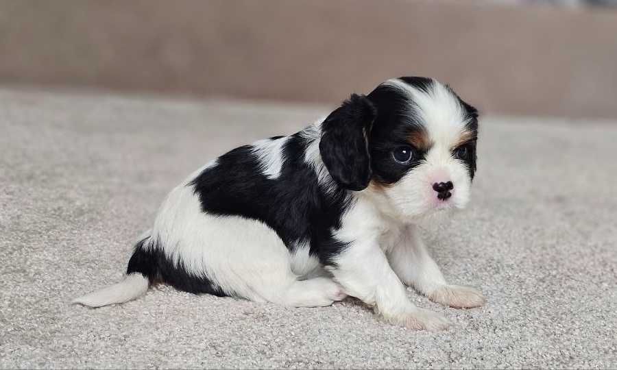 Елітні цуценята Кавалер Кінг Чарльз Спанієля