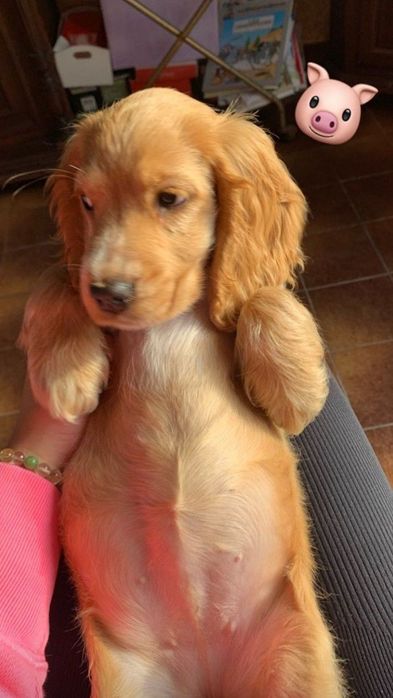 Цуценята спанієля з золотим характером