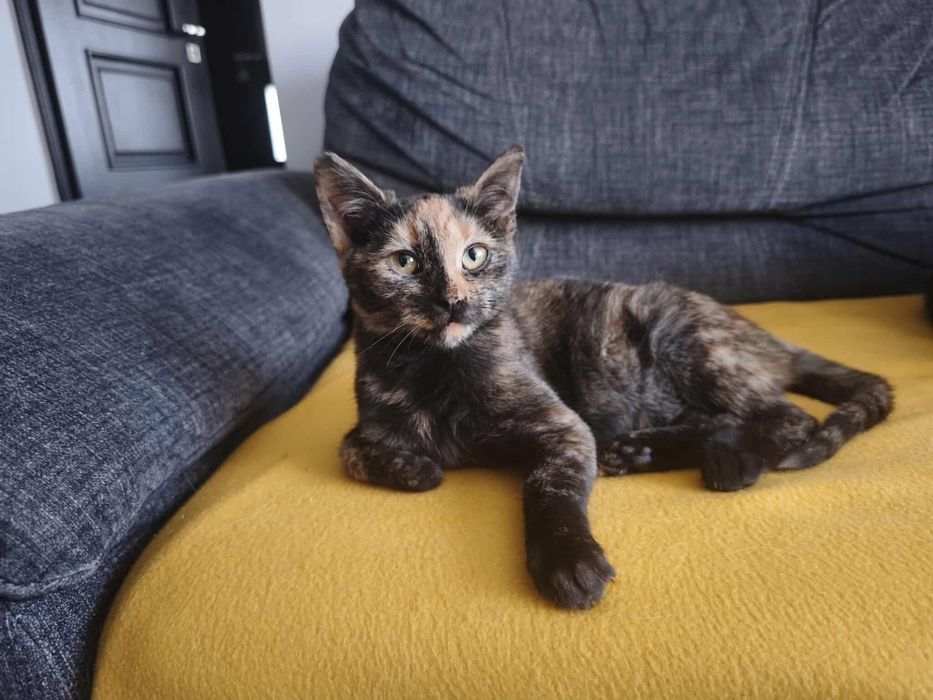 Młodziutka Grażka szuka domu