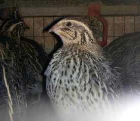 Перепела від добових до дорослих.