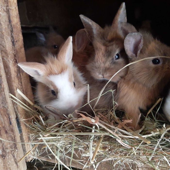 Декоративний кролик