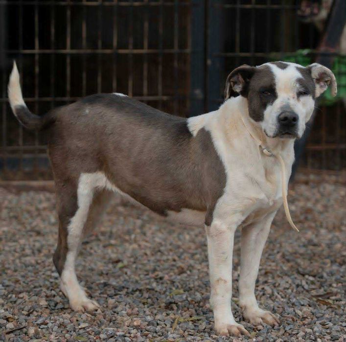 Zayna - suka 2 lata amstaff do adopcji