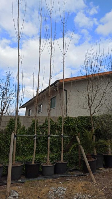 Populus italica nigra PAP 20/25 em Vaso