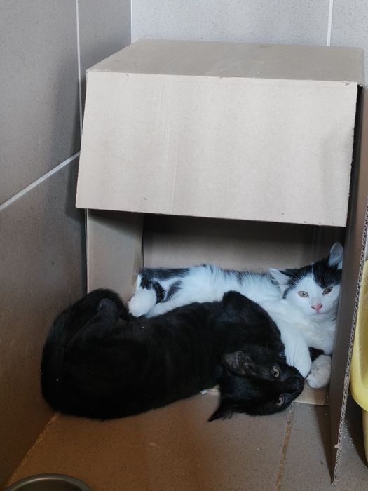 Kotek czarny do adopcji
