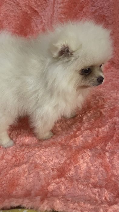 Померанський шпіц міні