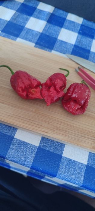 OFERTA Portes Envio , Sementes Pimentas Nucleares