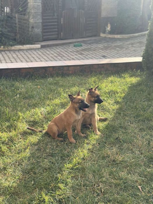 Цуценята малінуа