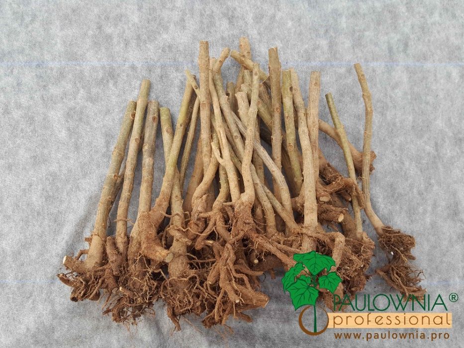 Paulownia Elongata mini stump Oferta 50ud.