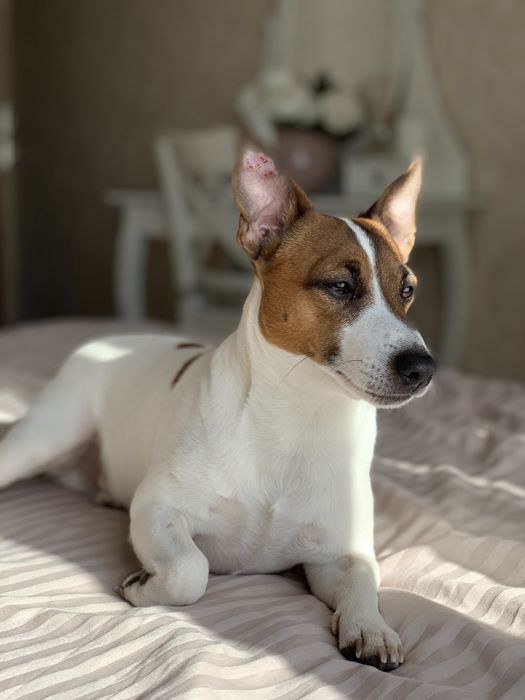 мальчик джек-рассел ищет девочку для вязки