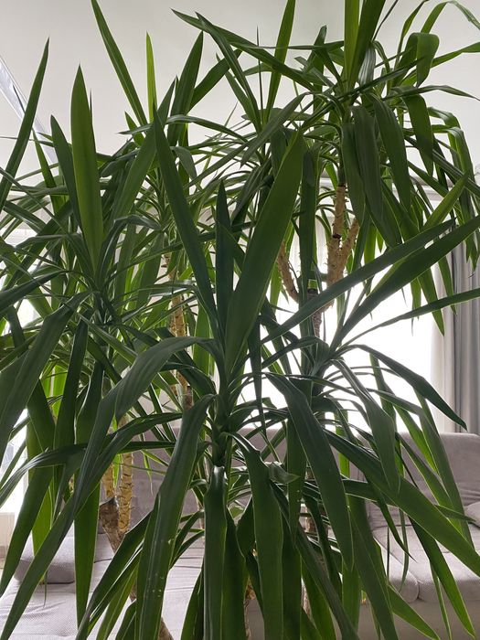 Юка слонова (кімнатна)