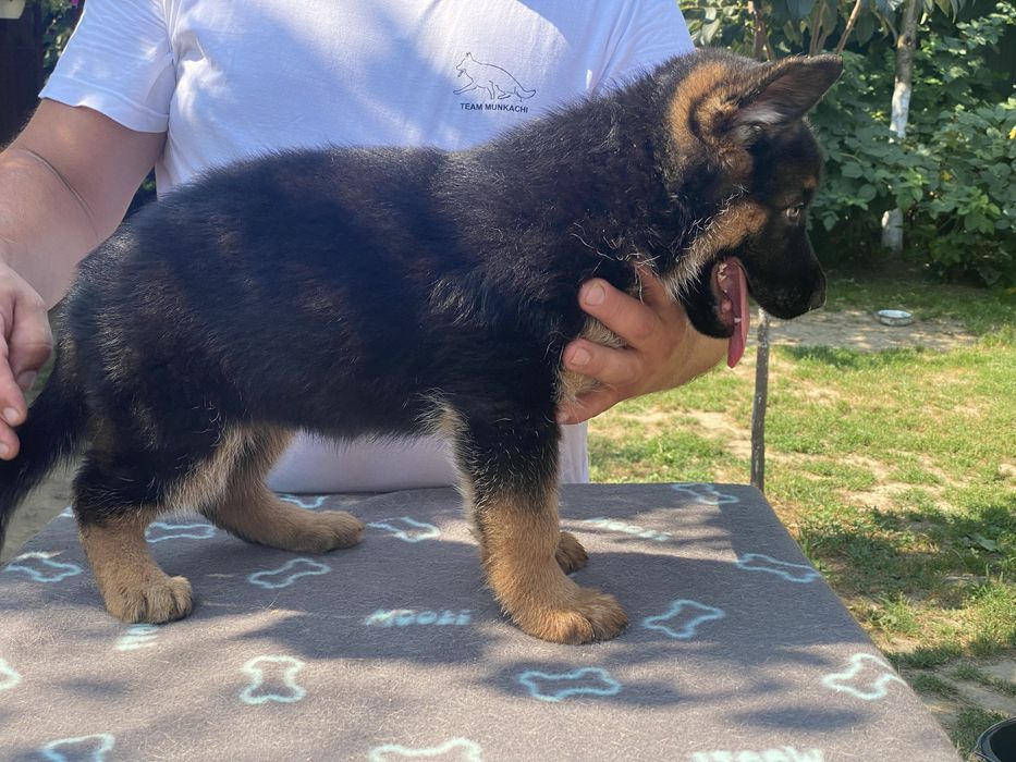 Цуценятка німецькоі вівчаркм