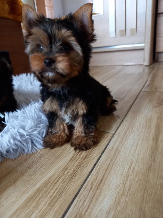 Sliczny malutki chłopiec yorkshire terrier
