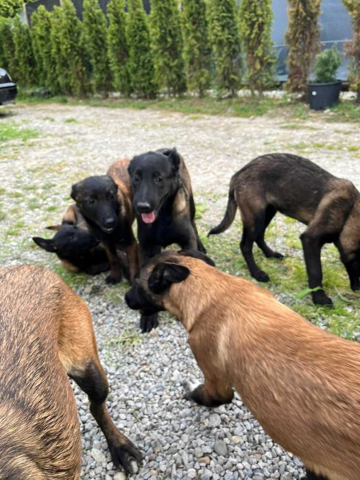 Малинуа бельгийская овчарка щенки девочки! Привиты, чипированы: 400 ...