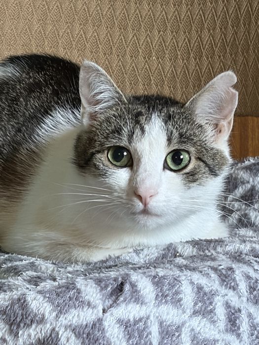 Piękne kocie siosrty do adopcji