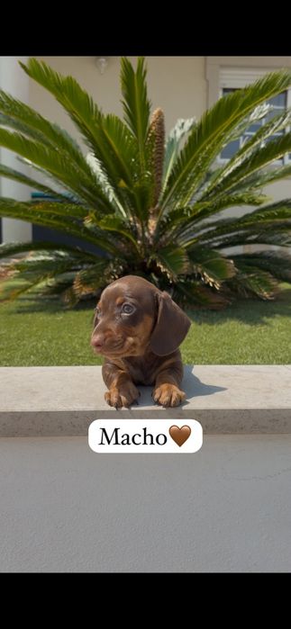 Teckel miniatura macho