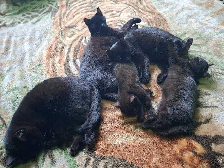 Oddam koty w dobre ręce