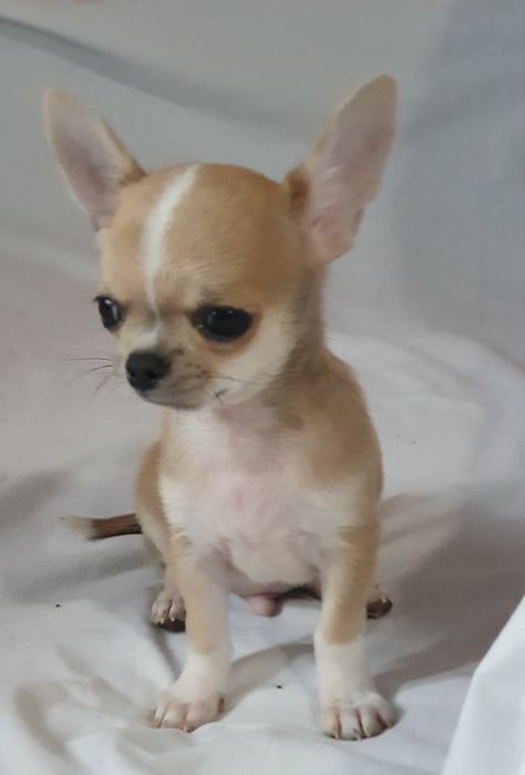 Гладкошерстный мальчик чихуахуа