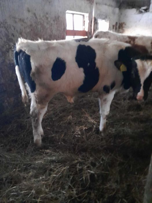 Sprzedam byka mięsnego z sierpnia