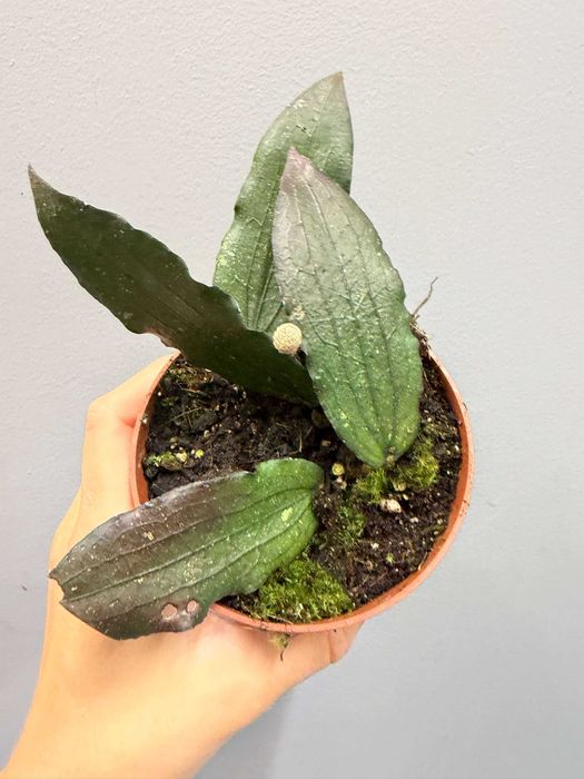 Hoya Erythrina Hoja