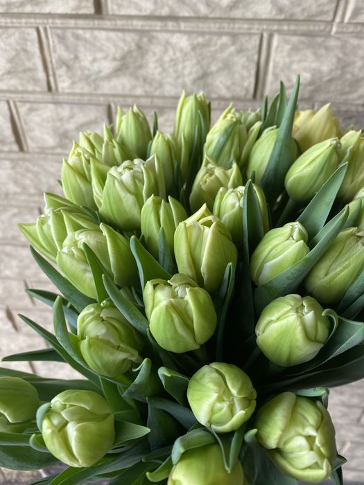 Пропоную тюльпан на гурт до свят -14.02 та 08.03