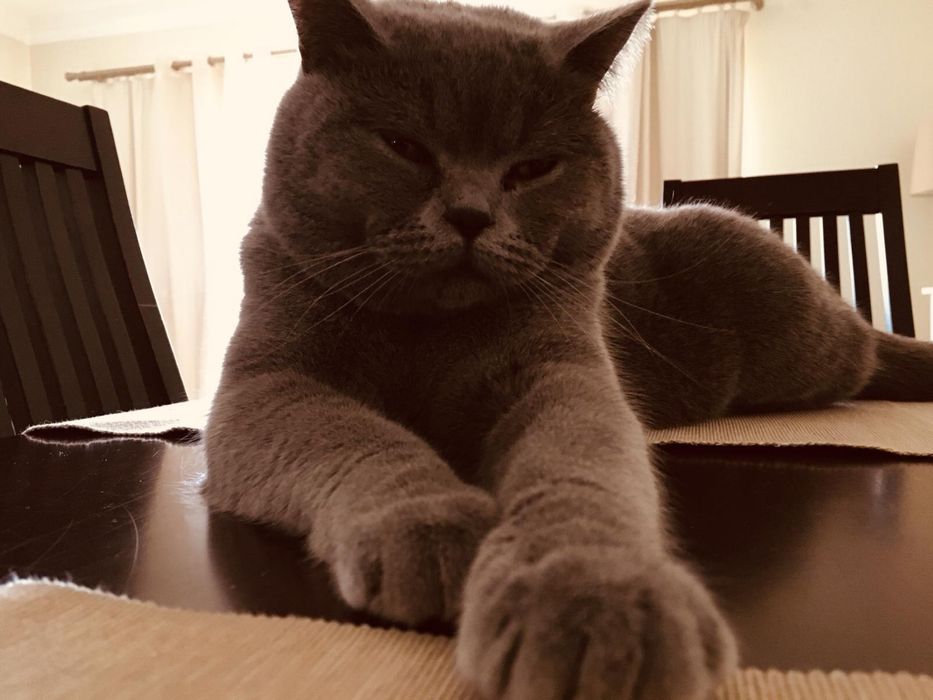 Gato Brittish para ADOTAR
