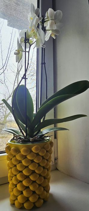 Трендові вази з лимонами