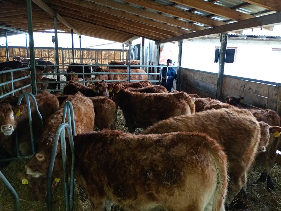 Odsadki byczki/jałówki limousine 100-procent /Do dalszego chowu