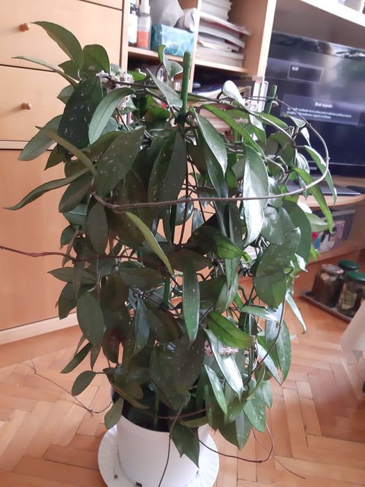 Duża kwitnąca  hoya