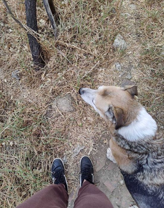 Walk & Woof - Dog walking/Pet sitting