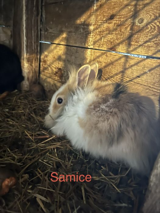 Króliki miniaturki