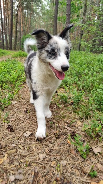 Border Collie suczka blue merle
