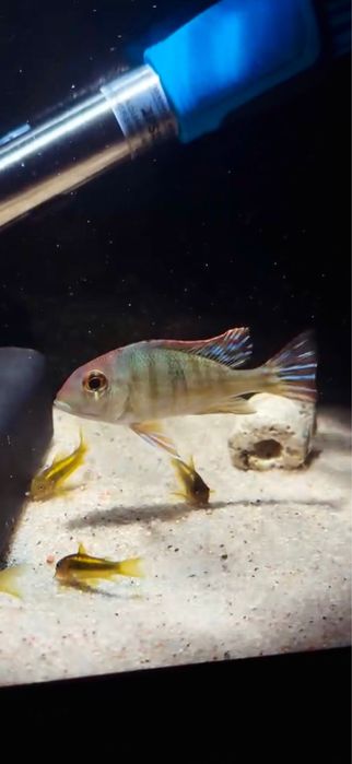 Geophagus red tapajo
