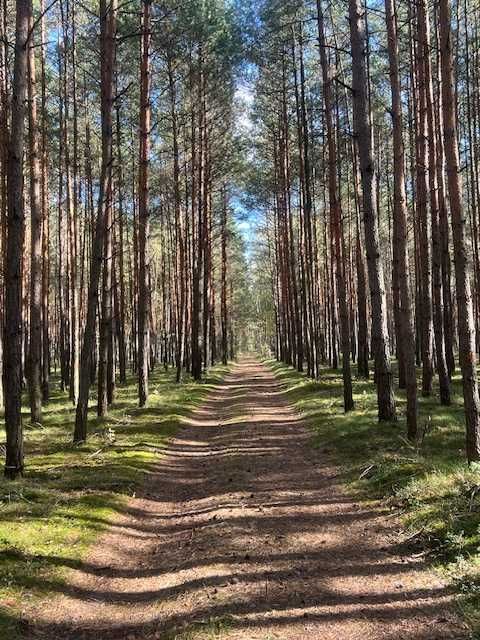 Domek letniskowy, dom wakacyjny. Trzcieliny koło Ostrowa Wlkp