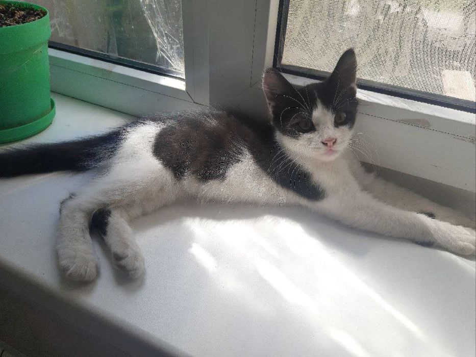 Віддам кошенят(хлопці, 3 місяця), у дбайливу сім'ю