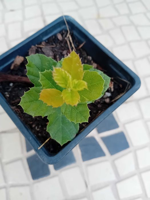 Sobreiro em vaso
