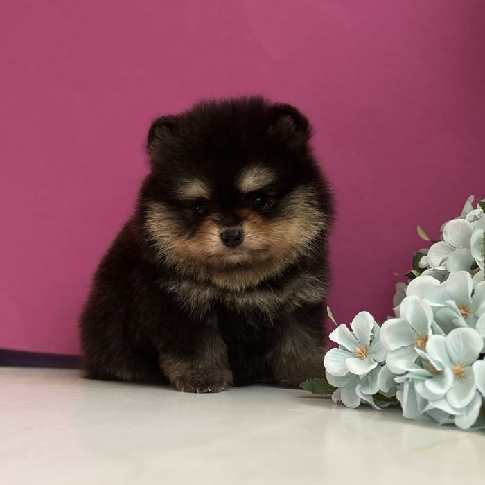 шикарний Хлопчик тип ведмедика.