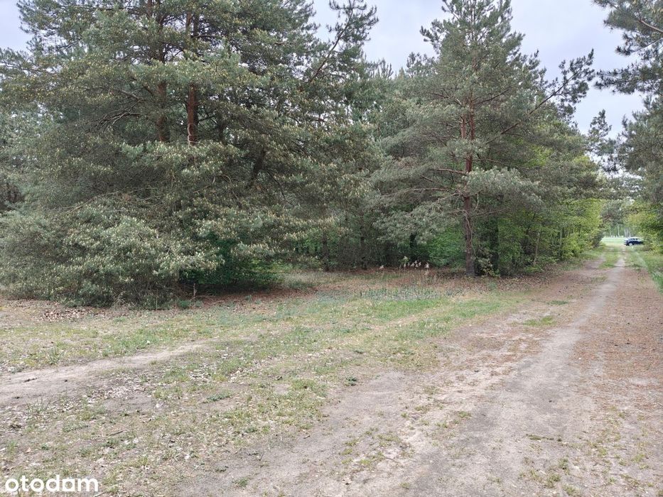 Syndyk sprzeda - Łacha