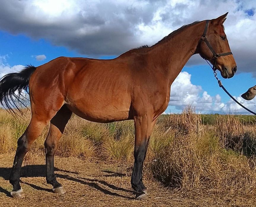 Cavalo muito bonito e meigo