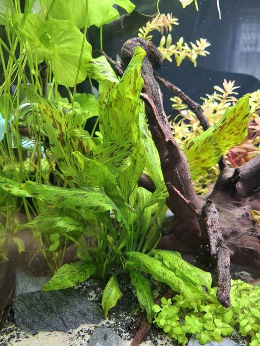 Zabienica  (Echinodorus Green)