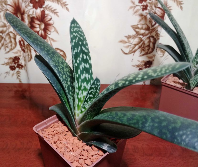 Гастерія карликова (Gasteria liliputana)