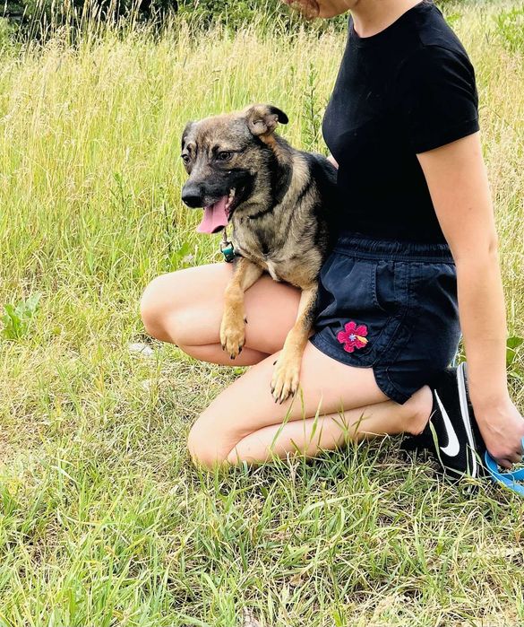 Wspaniała sunia Zuzia szuka domu