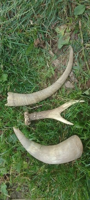 Роги косулі кози і корови