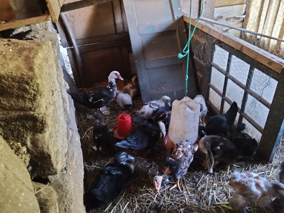 Patos mudos com 3 meses