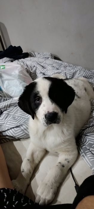 Oddam psa owczarek środkowoazjatycki 8miesięcy