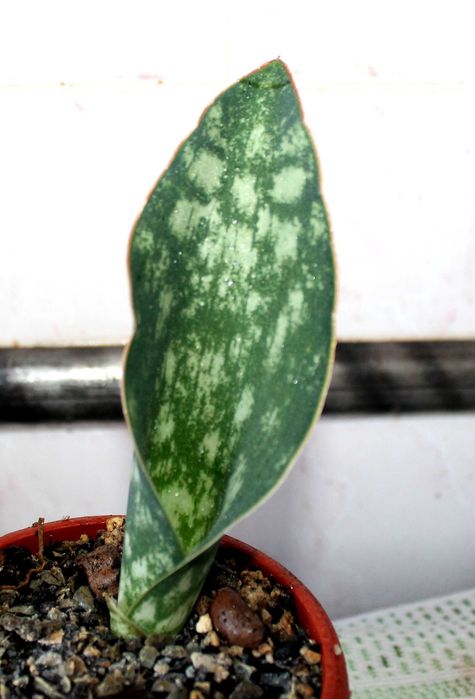 Сансевиерия «Makrofila»