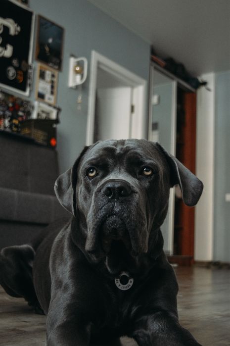 Вʼязка коне корсо