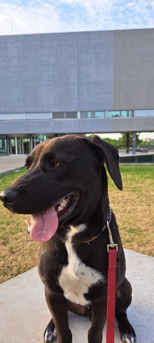 Cão para adoção responsável