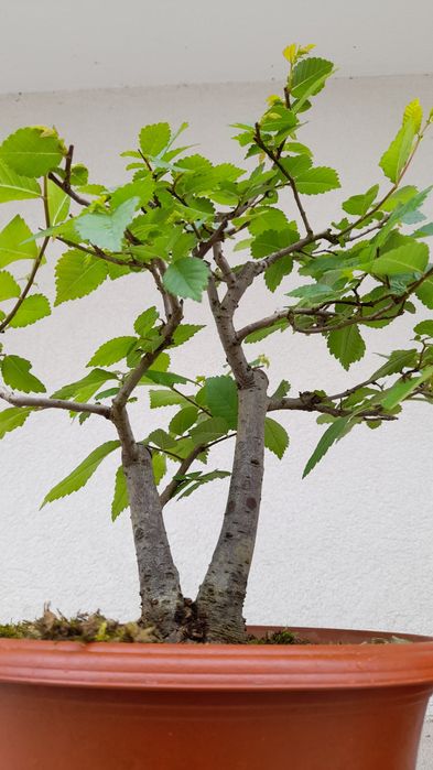 Bonsai Zelkova Serrata-duplo tronco