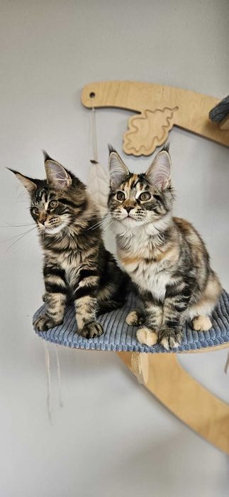 Kotka Maine Coon  miot "K" KARLA